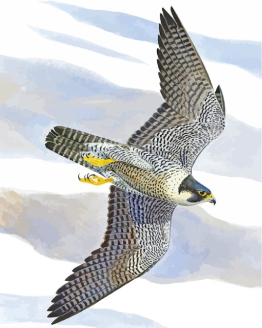 Peregrine Falcon Bird Art paint by numbers