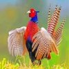 Pheasant Bird Phasianidae paint by numbers