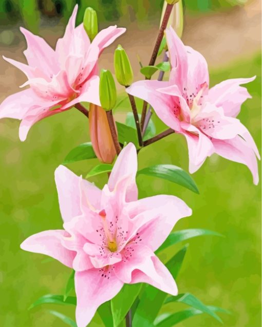 Pink Lilies paint by numbers