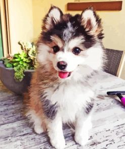 Pomsky Puppy Dog paint by number