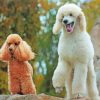 Poodle Dogs paint by numbers
