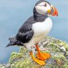 Puffin Bird Animal paint by numbers