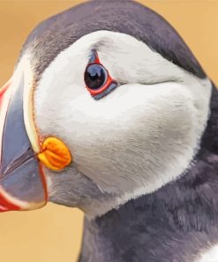 Puffin Bird paint by numbers