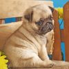 Pug Puppy paint by numbers