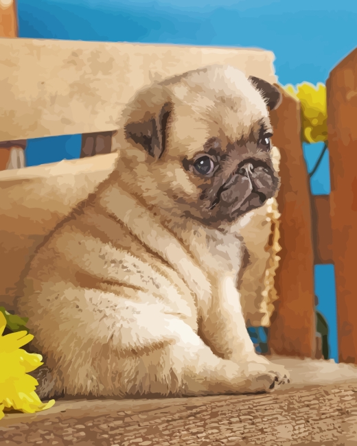 Pug Puppy paint by numbers