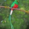 Quetzal Bird paint by numbers