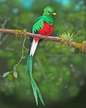 Quetzal Bird paint by numbers