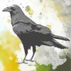 Raven Bird Art paint by numbers