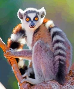 Ring-Tailed Lemur paint by numbers