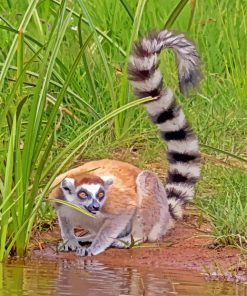Ring-Tailed Lemur Forest paint by numbers