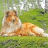 Rough Collie Dog paint by numbers