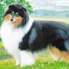 Rough Collie Dog paint by number paint by numbers