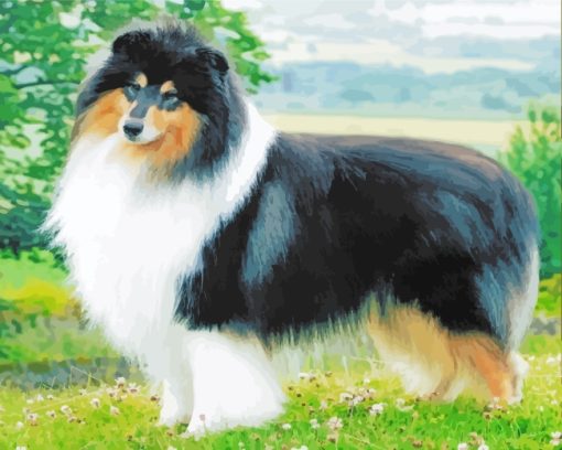 Rough Collie Dog paint by number paint by numbers