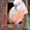 Salmon-Crested-Cockatoo-Bird-paint-by-number