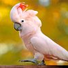 Beautiful Salmon Crested Cockatoo Bird paint by numbers