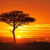 Sunrise Tree Silhouette paint by numbers
