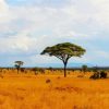 Tsavo East National Park Kenya paint by numbers