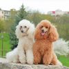 White Brown Poodles paint by numbers