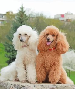 White Brown Poodles paint by numbers