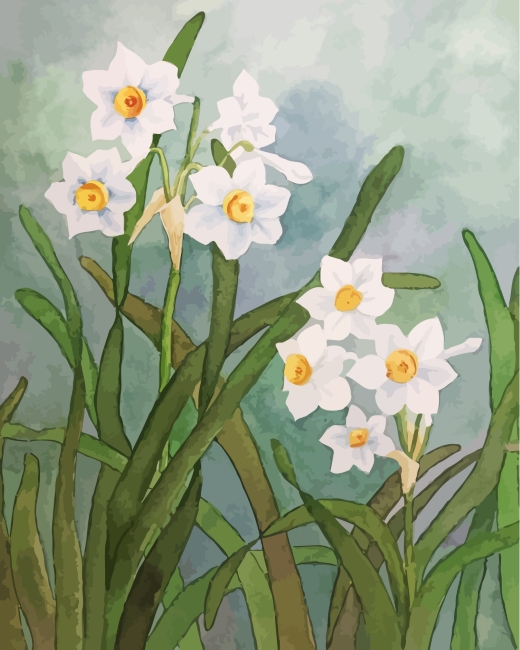 White Daffodil Flowers paint by numbers