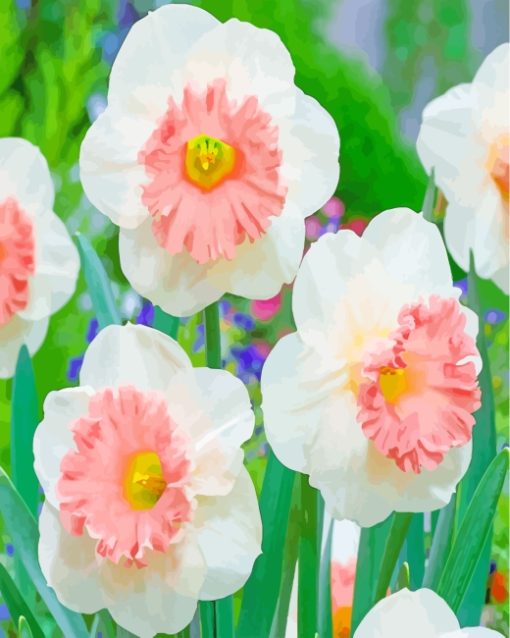 White Pink Daffodil paint by numbers