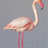 White Pink Flamingo Bird paint by numbers