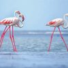 White Pink Flamingos paint by numbers