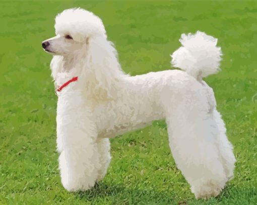 White Poodle Dog paint by numbers