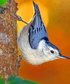 White Breasted Nuthatch paint by numbers