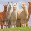 Wild Alpacas Animals paint by numbers