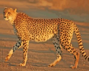 Wild Animal Cheetah paint by numbers