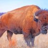 Wild Bison paint by numbers