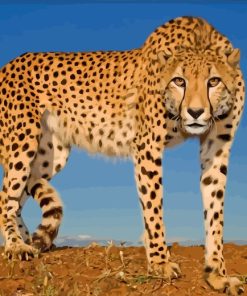 Wild Cheetah paint by numbers