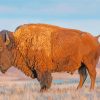 Wildlife Bison paint by numbers