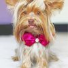 Yorkie Dog With Tie Bow paint by numbers
