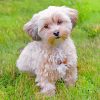 Adorable Morkie Dog paint by numbers