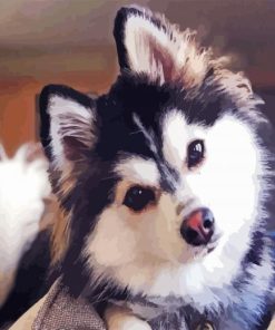 Adorable Pomsky Dog paint by numbers