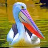 Aesthetic Pelican Water Bird paint by numbers