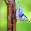 Aesthetic Nuthatch paint by numbers