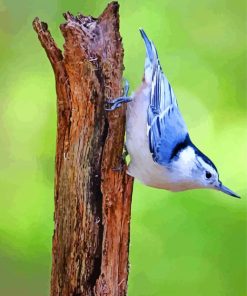 Aesthetic Nuthatch paint by numbers