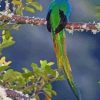 aesthetic-Quetzal-bird-paint-by-numbers