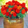Aesthetic Marigolds Flowers paint by numbers