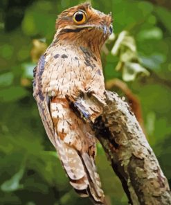 aesthetic-potoo-bird-paint-by-numbers
