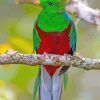 aesthetic-quetzal-paint-by-numbers