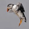atlantic-puffin-paint-by-numbers