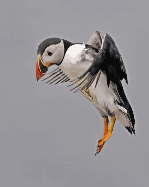 atlantic-puffin-paint-by-numbers