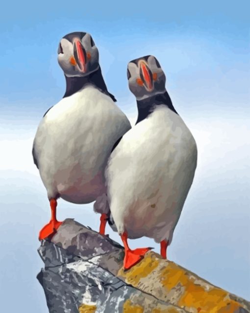 atlantic-puffins-paint-by-numbers