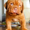 Baby English Mastiff paint by numbers