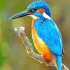 Bird Kingfishers paint by numbers
