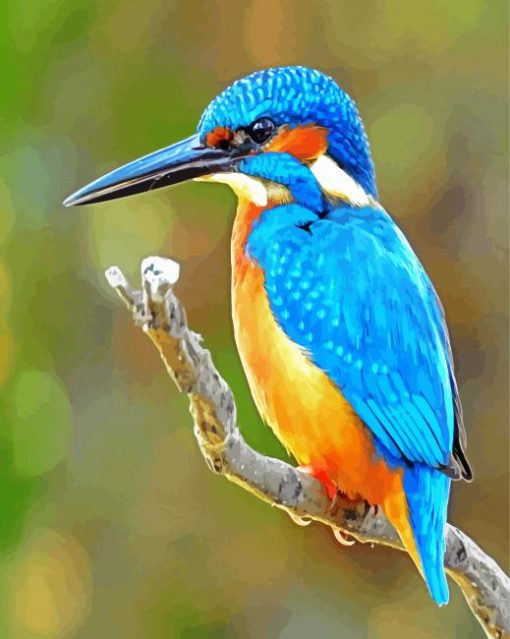 Bird Kingfishers paint by numbers